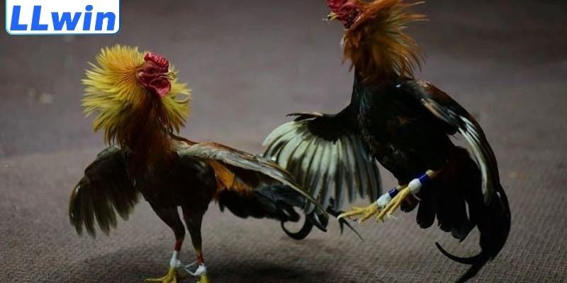 Kèo Đá Gà Là Gì - Bí Quyết Chơi Hiệu Quả Cho Hội Viên LLWIN 4 Bí quyết chọn kèo đá gà hiệu quả từ chuyên gia