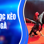 Cách Đọc Kèo Đá Gà Chuẩn Xác Từ A–Z Cho Người Mới 1 Cách Đọc Kèo Đá Gà Chuẩn Xác Từ A–Z Cho Người Mới