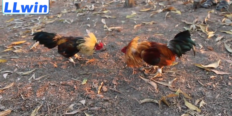 Kèo Trên Kèo Dưới Đá Gà – Cách Hiểu Đúng & Phân Tích Hiệu Quả 2 Khám phá về kèo trên kèo dưới đá gà