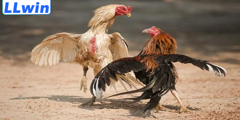 Kèo Trên Kèo Dưới Đá Gà – Cách Hiểu Đúng & Phân Tích Hiệu Quả 4 Bỏ túi bí kíp chọn kèo đá gà