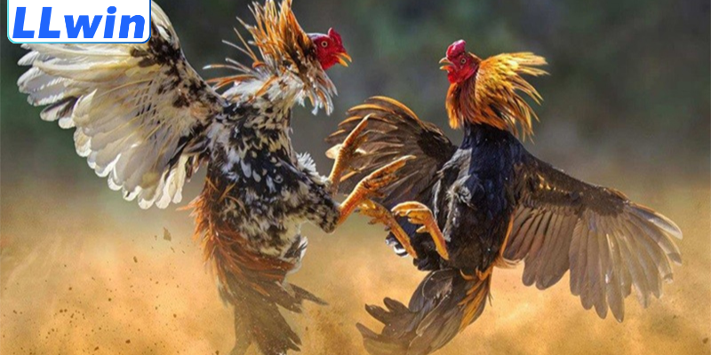 Kinh Nghiệm Chơi Đá Gà Thomo Chuẩn Xác Giúp Tối Ưu Hiệu Quả 4 Lưu ý khi dùng mẹo chơi đá gà Thomo