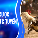 Tỷ lệ Cược Đá Gà Trực Tuyến – Cập Nhật Chuẩn Xác, Dễ Hiểu 1 Tỷ lệ Cược Đá Gà Trực Tuyến – Cập Nhật Chuẩn Xác, Dễ Hiểu